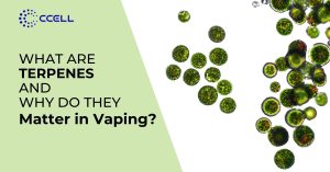What Are Terpenes and Why Should You Care as a Vaper?